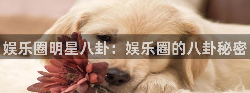 壹号大舞台下载：娱乐圈明星八卦：娱乐圈的八卦秘密